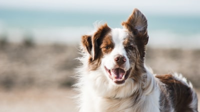 Pet cleaning tips Auckland